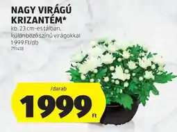 ALDI Nagy virágú krizantém ajánlat