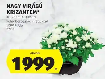 ALDI Nagy virágú krizantém ajánlat