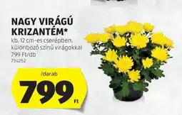 ALDI Nagy virágú krizantém ajánlat