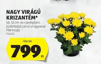 ALDI Nagy virágú krizantém ajánlat