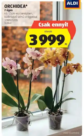 ALDI Orchidea ajánlat