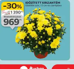 Auchan IDŐZÍTETT KRIZANTÉM ajánlat