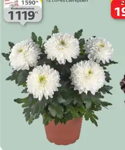 Auchan NAGYVIRÁGÚ KRIZANTÉM ajánlat