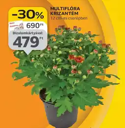 Auchan MULTIFLRA KRIZANTÉM ajánlat