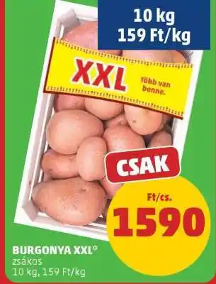 BURGONYA XXL