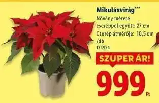 Lidl Mikulásvirág ajánlat