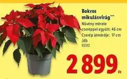 Lidl Bokros mikulásvirág ajánlat