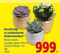 Lidl Korallvirág és szukkulensek díszkerámiában ajánlat