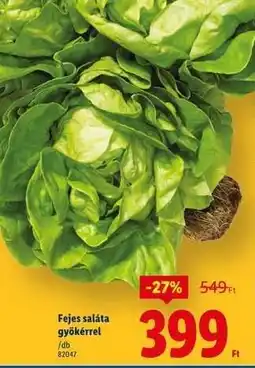 Lidl Fejes saláta gyökérrel ajánlat