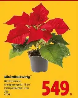 Lidl Mini mikulásvirág ajánlat
