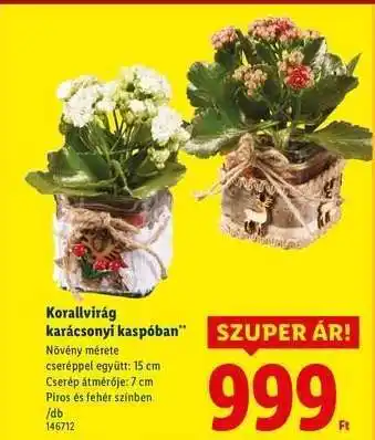 Lidl Korallvirág karácsonyi kaspóban ajánlat