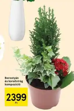 Tesco Borostyán és korallvirág kompozíció ajánlat