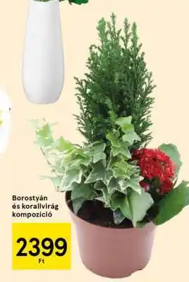 Tesco Borostyán és korallvirág kompozíció ajánlat