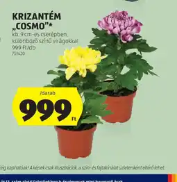 ALDI KRIZANTÉM „COSMO” ajánlat