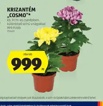 ALDI KRIZANTÉM „COSMO” ajánlat