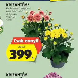 ALDI KRIZANTÉM ajánlat