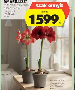 ALDI AMARILLISZ ajánlat
