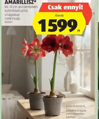 ALDI AMARILLISZ ajánlat
