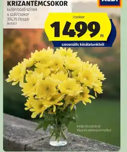 ALDI KRIZANTÉMCSOKOR ajánlat