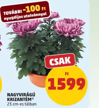 PENNY NAGYVIRÁGÚ KRIZANTÉM ajánlat