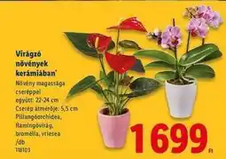 Lidl Virágzó növények kerámiában ajánlat