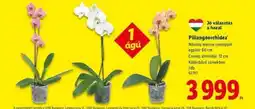 Lidl Pillangóorchidea ajánlat