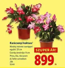 Lidl Karácsonyi kaktusz ajánlat