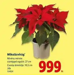 Lidl Mikulásvirág ajánlat