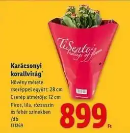 Lidl Karácsonyi korallvirág ajánlat