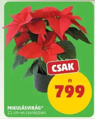 PENNY Mikulásvirág ajánlat