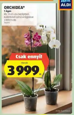 ALDI ORCHIDEA ajánlat