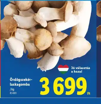 Lidl Ördögszekér-laskagomba ajánlat