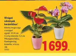 Lidl Virágz növények kerámiában ajánlat