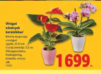 Lidl Virágz növények kerámiában ajánlat