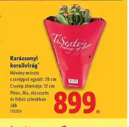 Lidl Karácsonyi korallvirág ajánlat