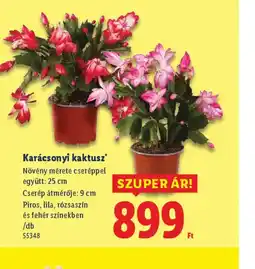 Lidl Karácsonyi kaktusz ajánlat