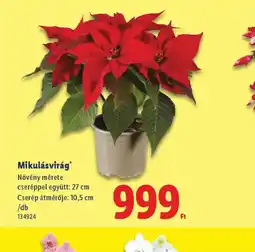 Lidl Mikulásvirág ajánlat