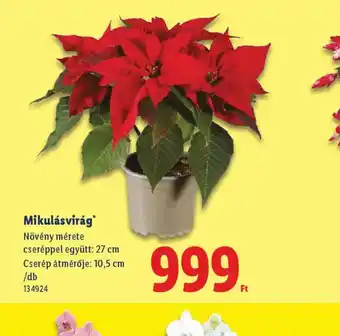 Lidl Mikulásvirág ajánlat