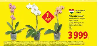 Lidl Pillangorchidea ajánlat