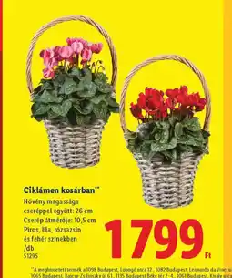 Lidl Ciklámen kosárban ajánlat