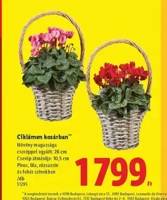 Lidl Ciklámen kosárban ajánlat