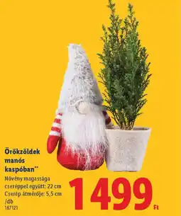 Lidl Örökzöldek mans kaspban ajánlat