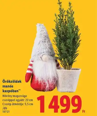 Lidl Örökzöldek mans kaspban ajánlat