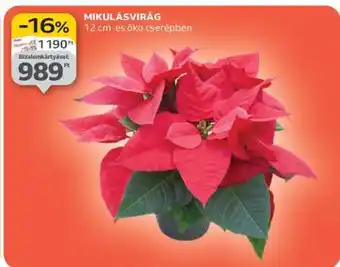 Auchan Mikulásvirág ajánlat