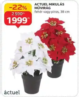Auchan ACTUEL MIKULÁS MŰVIRÁG ajánlat