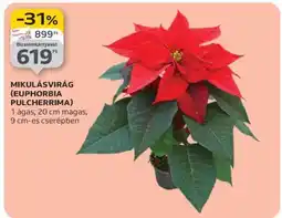 Auchan Mikulásvirág (Euphorbia Pulcherrima) ajánlat