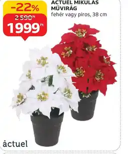 Auchan ACTUEL MIKULÁS MŰVIRÁG ajánlat