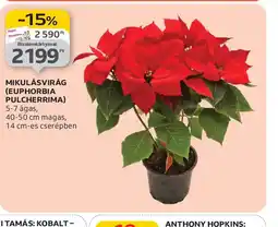 Auchan MIKULÁSVIRÁG ajánlat