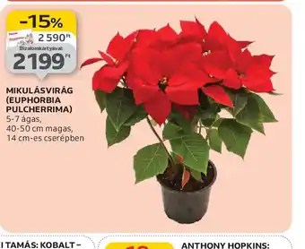 Auchan MIKULÁSVIRÁG ajánlat