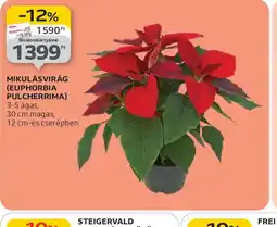 Auchan MIKULÁSVIRÁG ajánlat